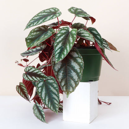 Rex Begonia Vine (Cissus Discolor) Rare Plant