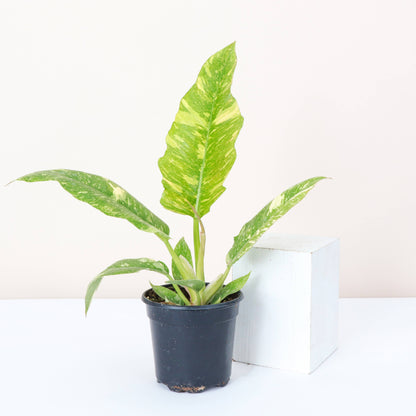 Ring of Fire Philodendron Rare Plant (Philodendron bipinnatifidum x selloum)