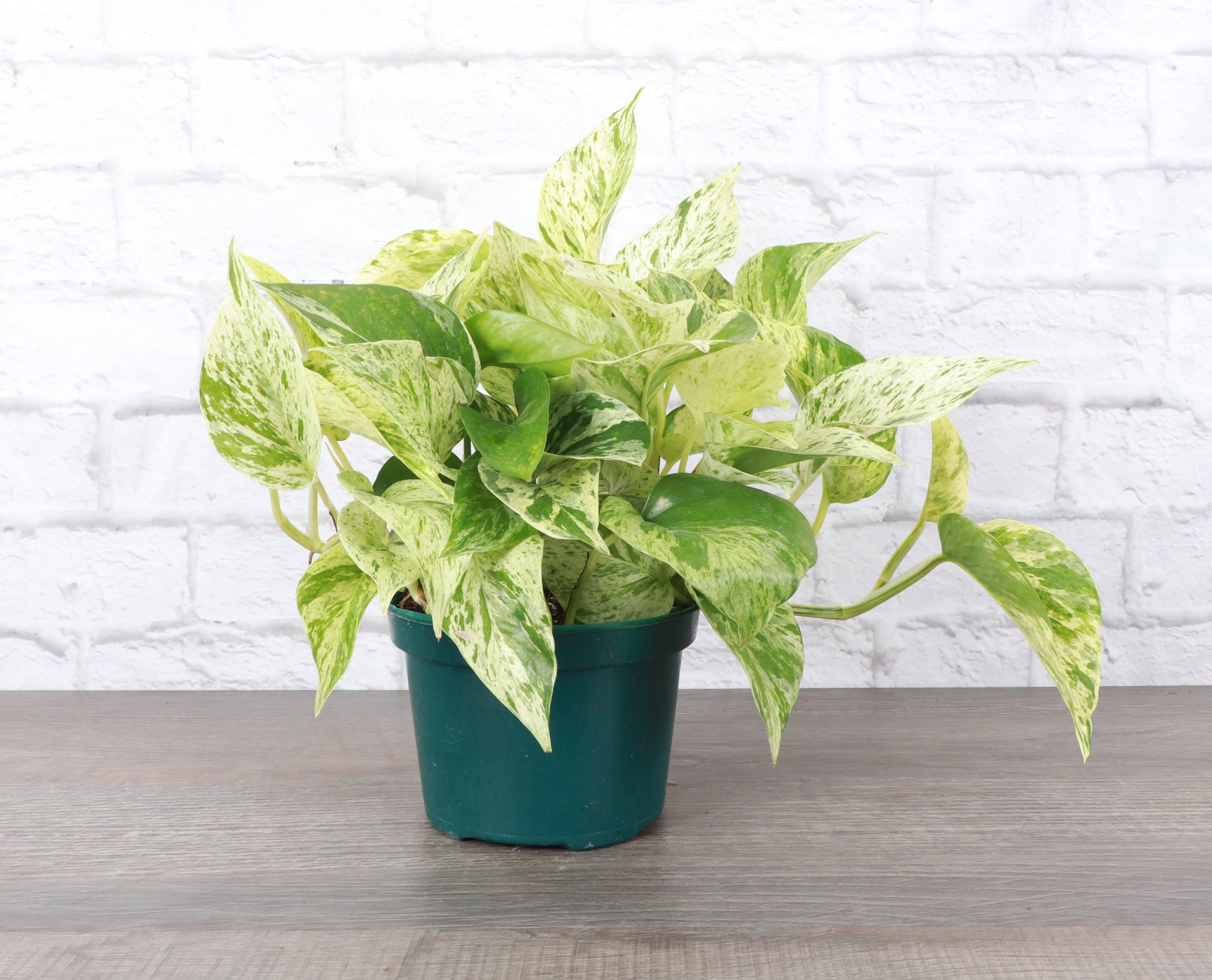 Marble Queen Pothos Plant (Epipremnum Aureum)