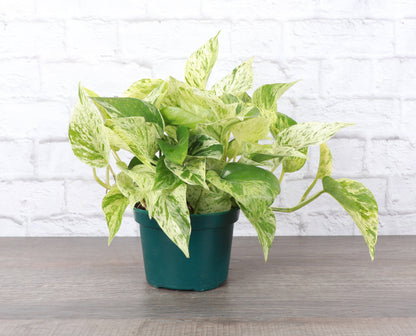 Marble Queen Pothos Plant (Epipremnum Aureum)
