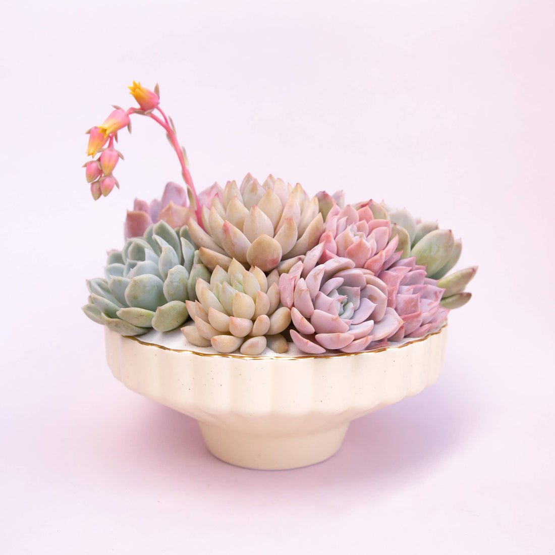 Jungle Club - Delphine Low Bowl | Vintage White Speckle