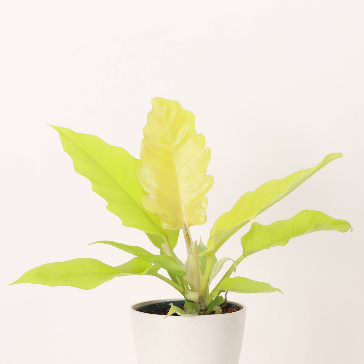 Philodendron Golden Crocodile is a vibrant and captivating houseplant, celebrated for its elongated, serrated leaves that start as a striking golden yellow and mature into a rich yellow-green. The more light it gets, the brighter its color becomes.