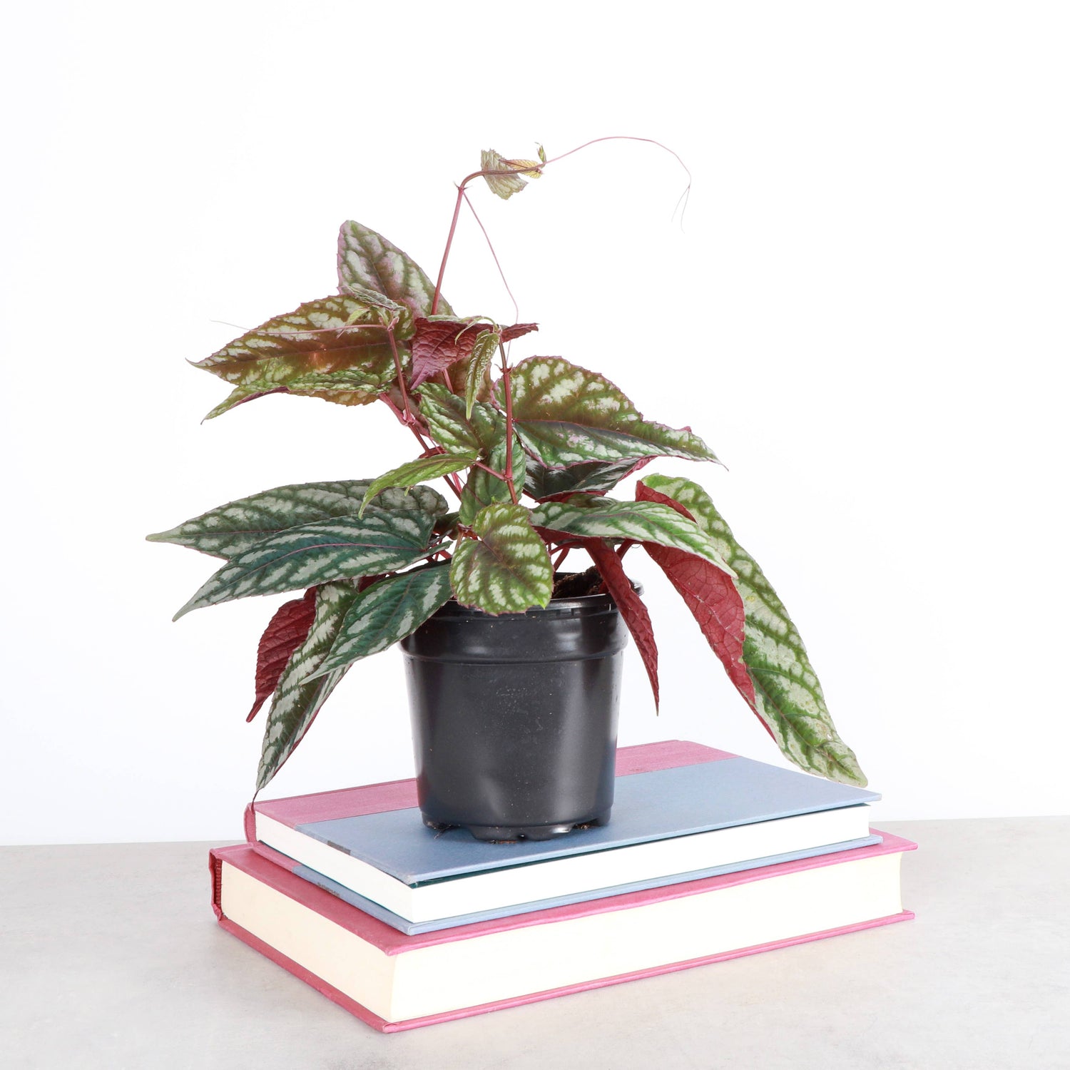 Rex Begonia Vine (Cissus Discolor) Rare Plant