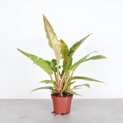 is philodendron ring of fire rare Ring of Fire Philodendron Rare Plant (Philodendron bipinnatifidum x se – Jungle Relics