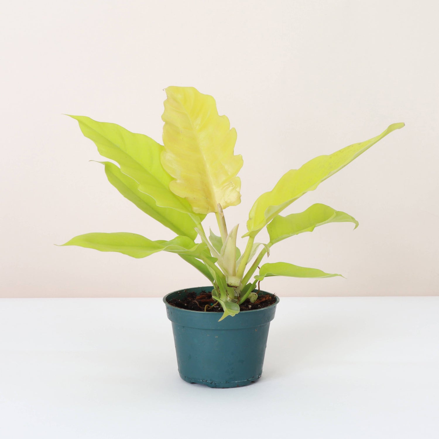 Philodendron Golden Crocodile is a vibrant and captivating houseplant, celebrated for its elongated, serrated leaves that start as a striking golden yellow and mature into a rich yellow-green. The more light it gets, the brighter its color becomes.