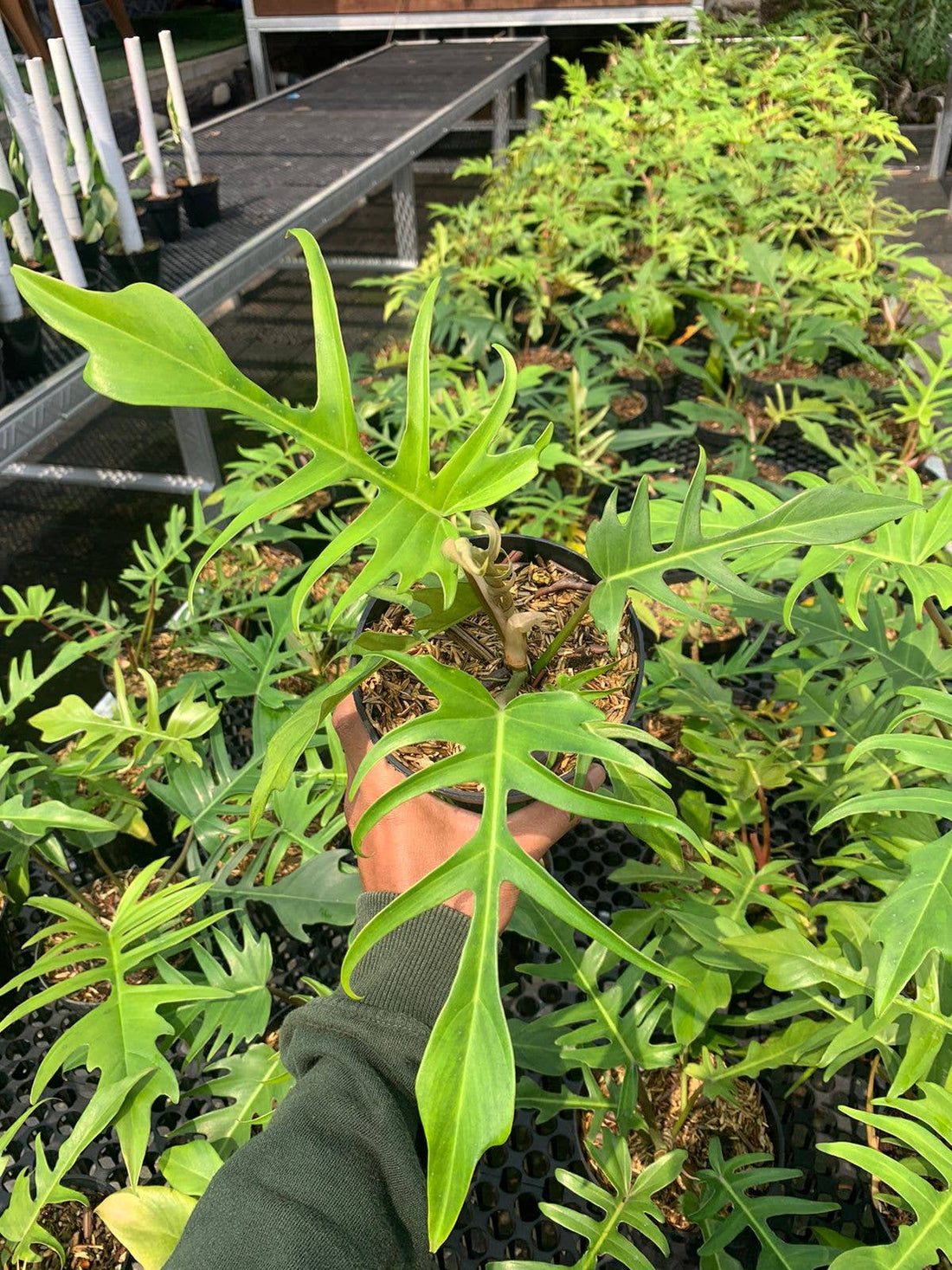 Philodendron Florida x Tortum Hybrid Rare 2.5&quot; Plant