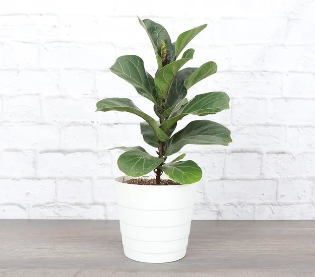 The Fiddle Leaf Fig (Ficus lyrata) is a striking, medium-care houseplant known for its large, violin-shaped leaves and upright growth. It thrives in bright, indirect light, moderate humidity, and well-draining soil. Sensitive to overwatering and temperature changes, this plant can grow up to 10 feet indoors.