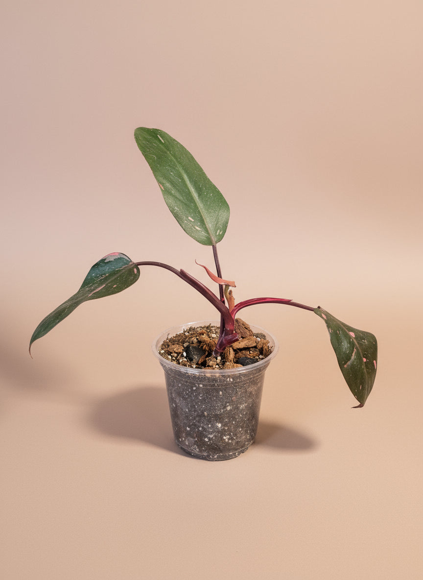 The Pink Princess Philodendron is a highly sought-after houseplant known for its stunning pink variegation.