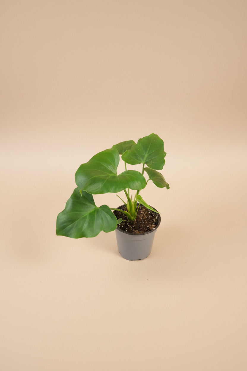Bring lush tropical vibes indoors with the Little Hope (Selloum) Plant — an easy-care philodendron featuring dramatic split leaves and rich green foliage.