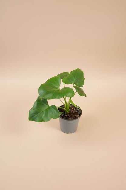 Bring lush tropical vibes indoors with the Little Hope (Selloum) Plant — an easy-care philodendron featuring dramatic split leaves and rich green foliage.