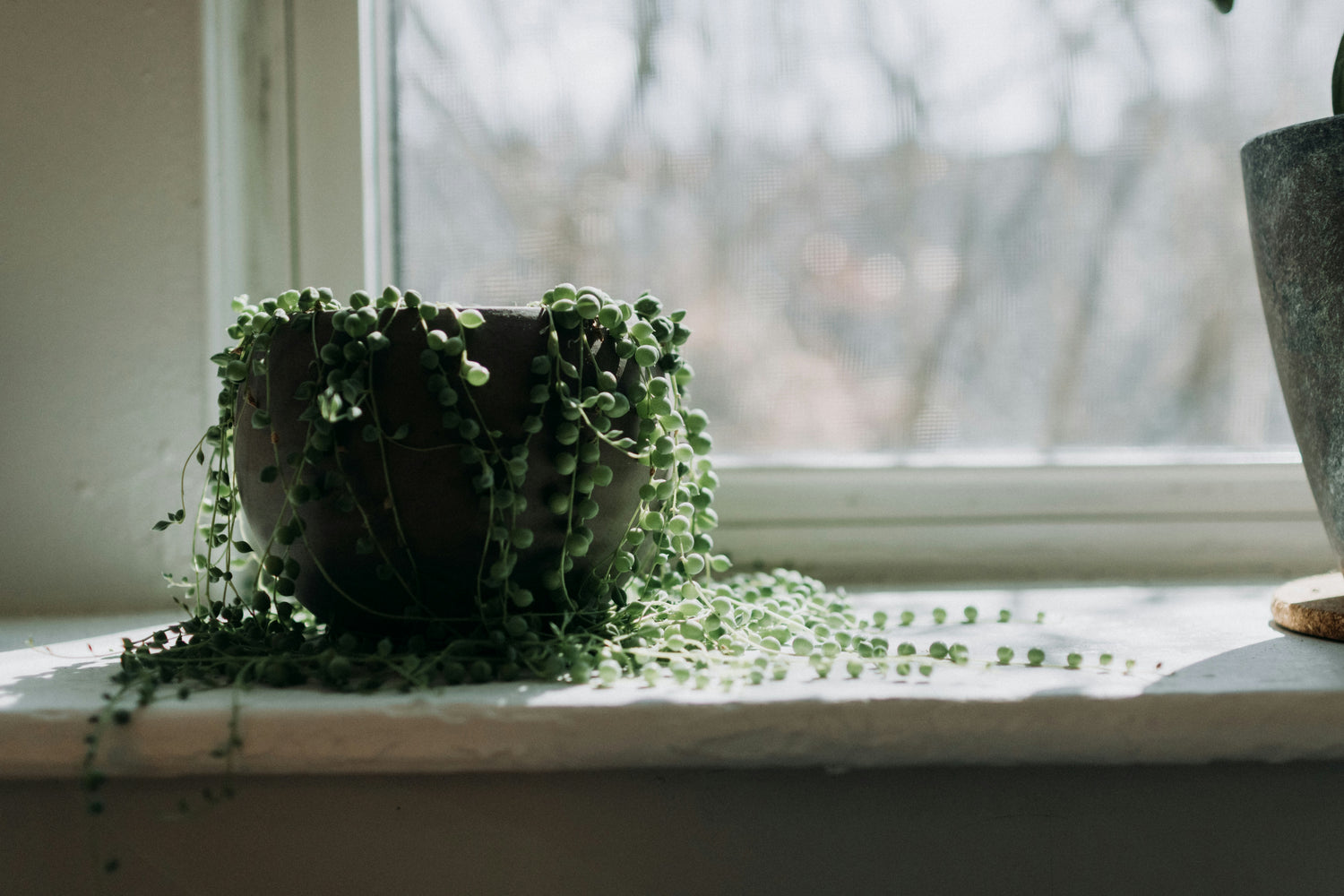 String of Pearls 2" Plant (Senecio rowleyanus)