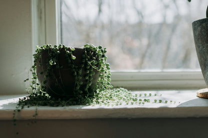 String of Pearls 2" Plant (Senecio rowleyanus)