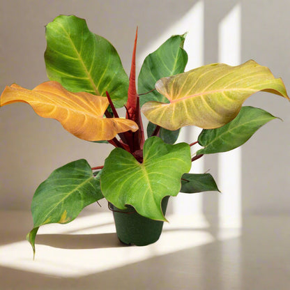 Philodendron McColley’s Finale is a vibrant, easy-care hybrid with fiery red-orange leaves that mature into deep green. Unlike rare Philodendrons, it&