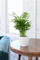 The Neanthe Bella Palm (Parlor Palm) is a pet-safe, low-maintenance houseplant with lush, feathery fronds that thrives in indirect light. Perfect for beginners, it adds a tropical vibe to any space. Easygoing and forgiving, this chill plant brings natural elegance and is ideal for homes with pets.