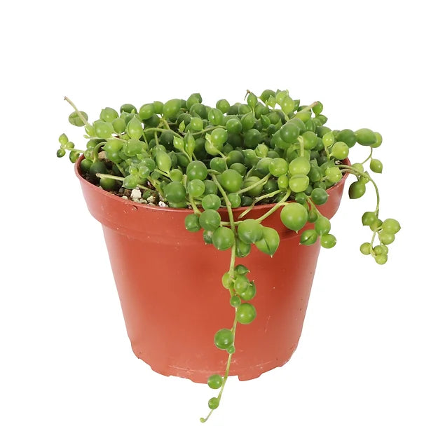 String of Pearls 2" Plant (Senecio rowleyanus)