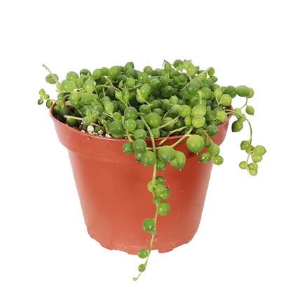 String of Pearls 2" Plant (Senecio rowleyanus)