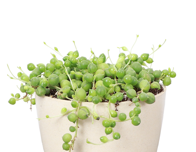 String of Pearls 2" Plant (Senecio rowleyanus)