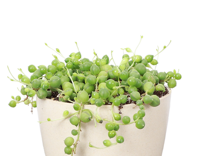 String of Pearls 2" Plant (Senecio rowleyanus)