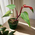 The Philodendron &