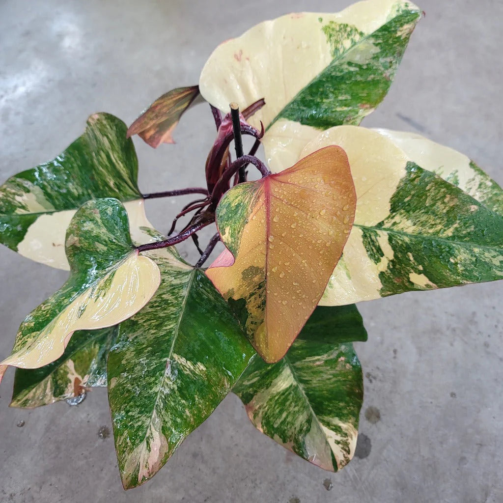 The Pink Princess Philodendron is a highly sought-after houseplant known for its stunning pink variegation. With dark green leaves splashed with vibrant pink and white, it’s a favorite among collectors. Thriving in bright, indirect light, this plant adds bold color to any space. 