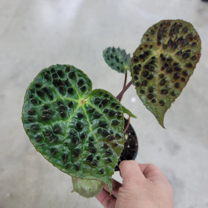 The Begonia ferox is a rare, exotic plant native to Guangxi, China, prized for its asymmetrical, glossy green leaves covered with black bullae tipped with fine hairs. It produces small white flowers and thrives in bright, indirect light with high humidity. Perfect for collectors, it adds a unique, textured charm to any space.