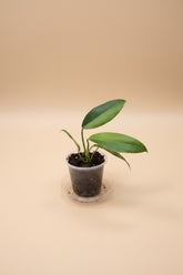 Rare Philodendron &
