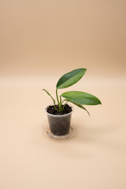 Rare Philodendron &