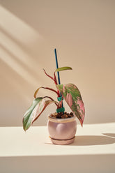 Rare Philodendron &