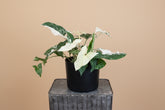 Rare Syngonium Albo-Variegatum with striking white and green variegation, a collectible climbing aroid perfect for bright, modern indoor spaces.