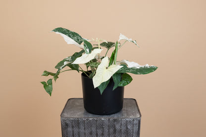 Rare Syngonium Albo-Variegatum with striking white and green variegation, a collectible climbing aroid perfect for bright, modern indoor spaces.