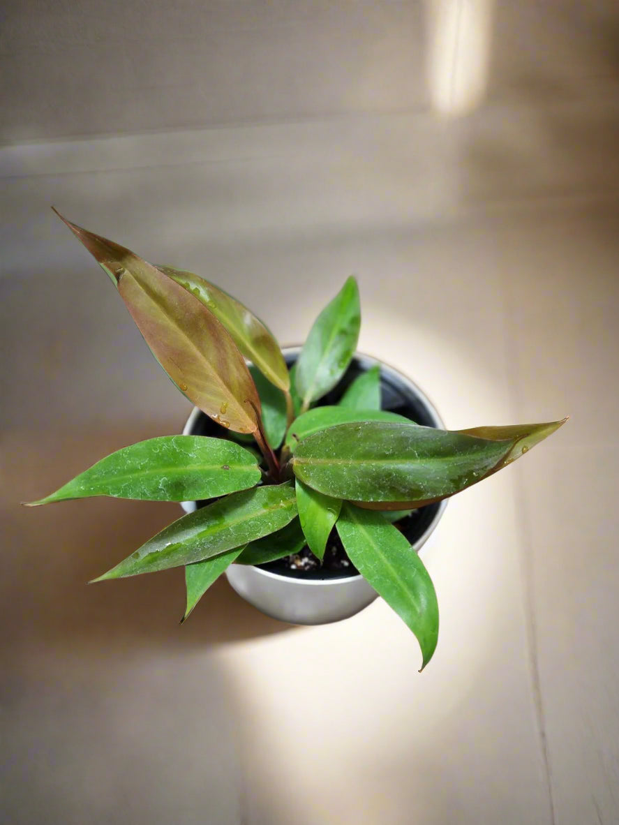 The Philodendron Sun Red showcases vibrant red-tinted new leaves that mature into deep green, creating a striking color contrast. This compact, easy-care plant thrives in bright to medium indirect light and prefers regular watering, making it ideal for all skill levels. Perfect for adding color to indoor spaces.