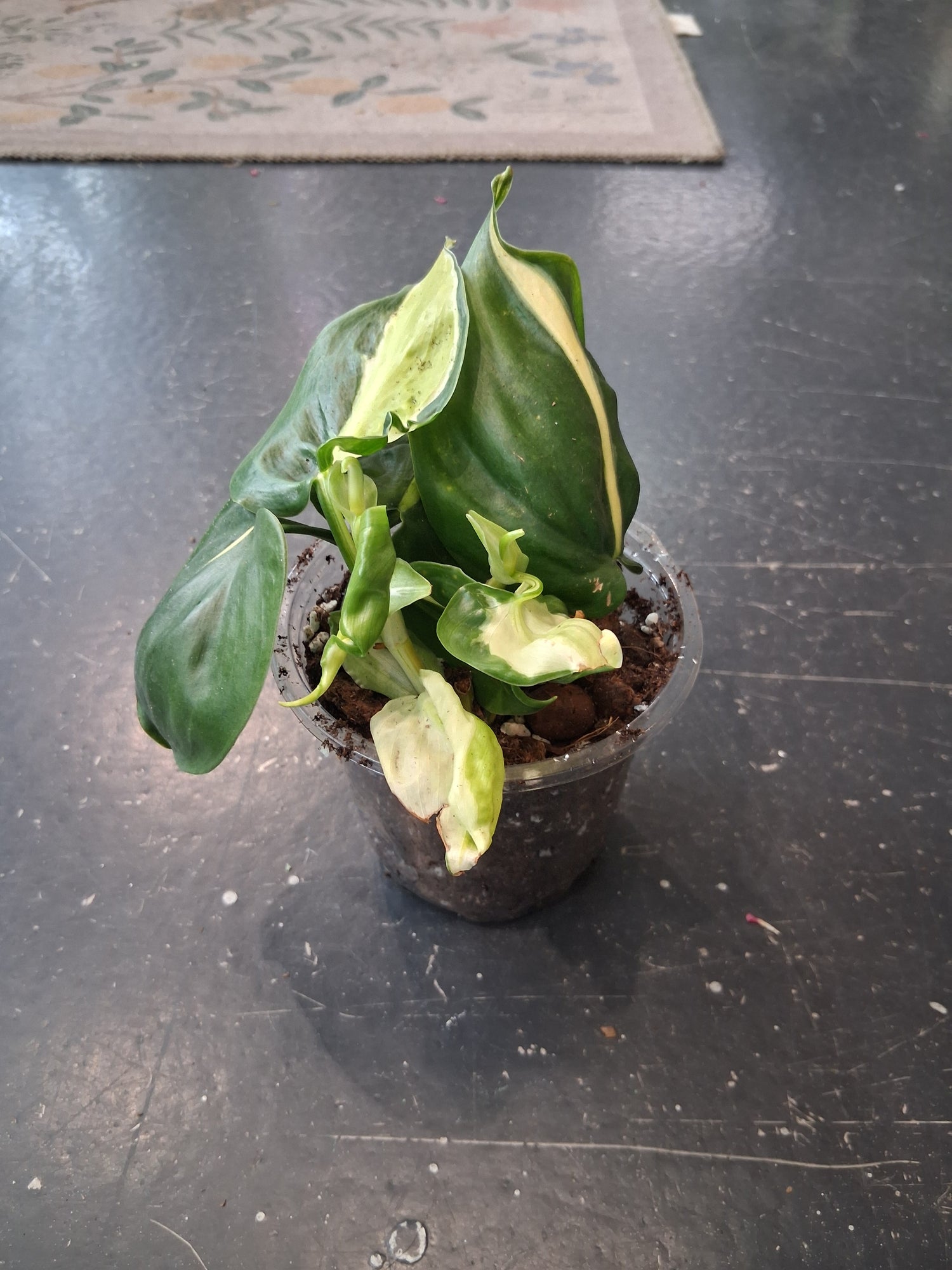 Philodendron Cream Splash 4" Plant (Philodendron hederaceum Cream Splash’)
