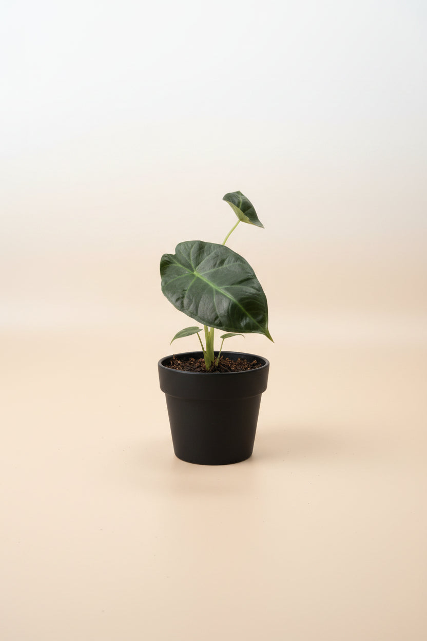 Alocasia Regal Shield, a dramatic tropical houseplant with giant deep green leaves and purple undersides. A stunning statement plant for any indoor jungle.
