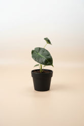 Alocasia Regal Shield, a dramatic tropical houseplant with giant deep green leaves and purple undersides. A stunning statement plant for any indoor jungle.