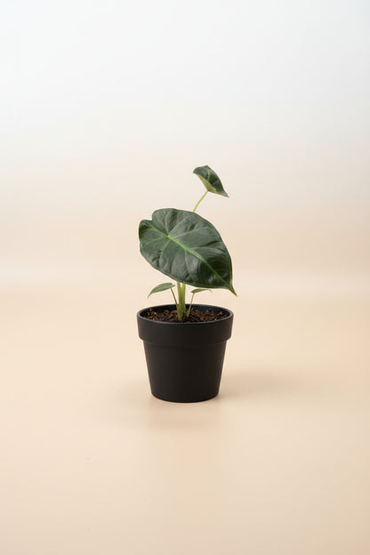 Alocasia Regal Shield, a dramatic tropical houseplant with giant deep green leaves and purple undersides. A stunning statement plant for any indoor jungle.