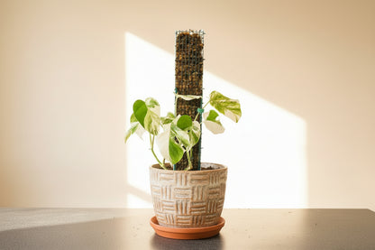 Durable Durable D-shape metal moss pole for Monstera, pothos, and climbing plants. Moisture-retaining sphagnum support promotes bigger leaves and healthy vertical growth. for Monstera, pothos, and climbing plants. Moisture-retaining sphagnum support promotes bigger leaves and healthy vertical growth.
