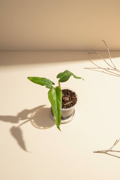 Philodendron Maximum Rare 3" Plant