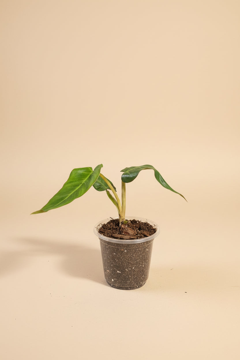Philodendron Maximum Rare 3" Plant