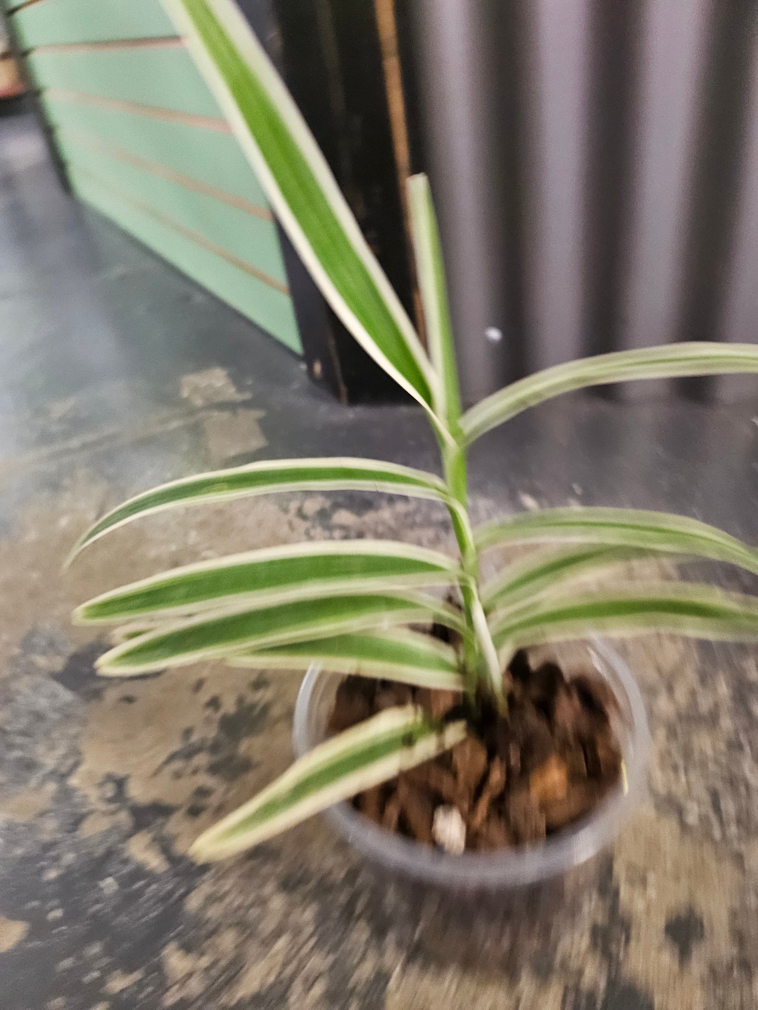 Arachnis Maggie Oei Variegated Rare 4" Plant
