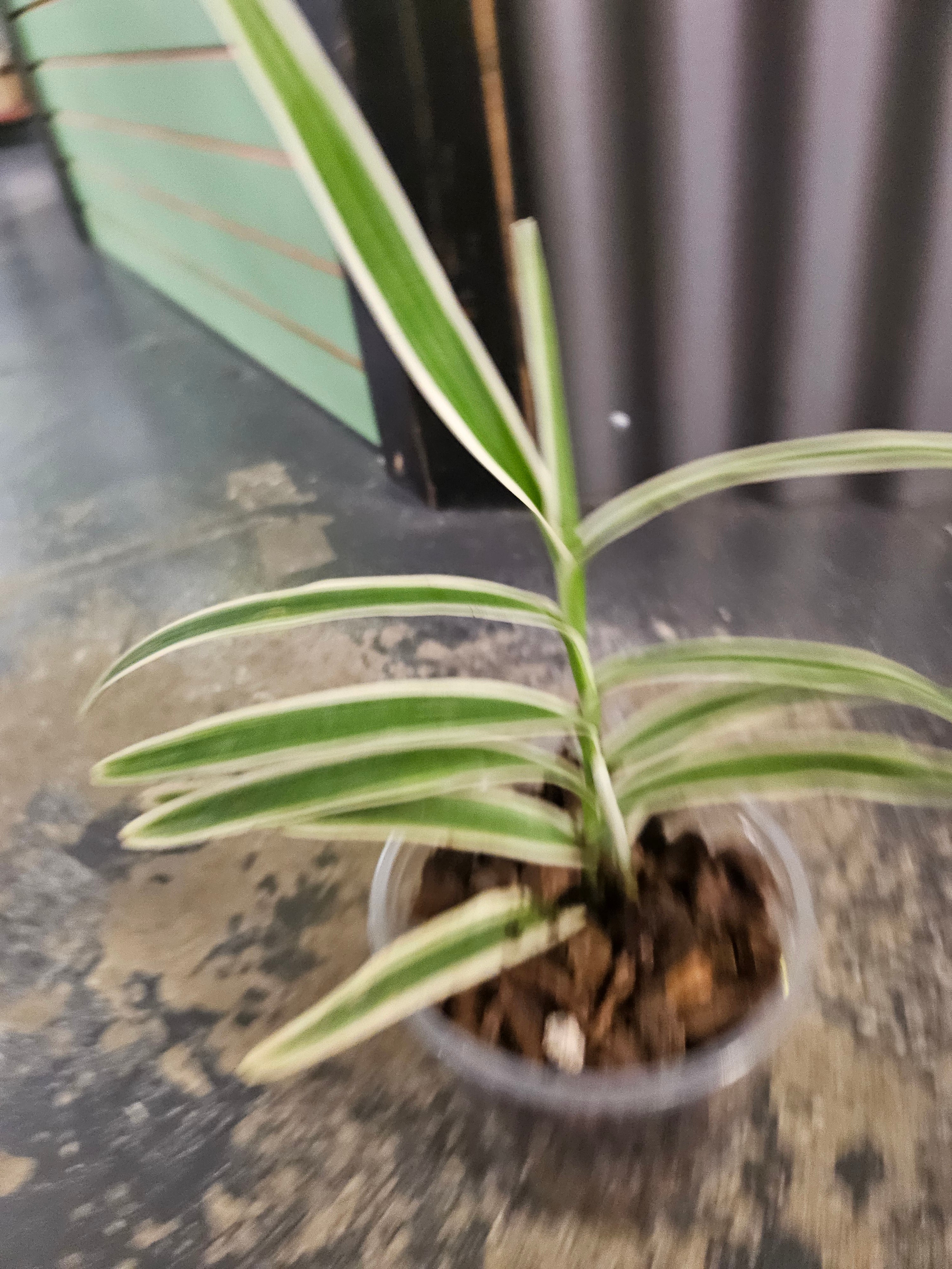 Arachnis Maggie Oei Variegated Rare 4" Plant