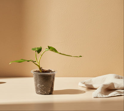 Philodendron Maximum Rare 3" Plant