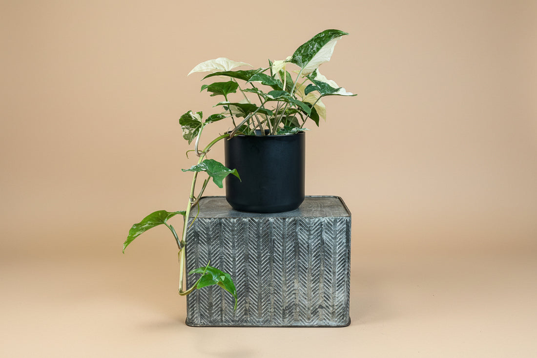 Rare Syngonium Albo-Variegatum with striking white and green variegation, a collectible climbing aroid perfect for bright, modern indoor spaces.