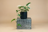 Rare Syngonium Albo-Variegatum with striking white and green variegation, a collectible climbing aroid perfect for bright, modern indoor spaces.