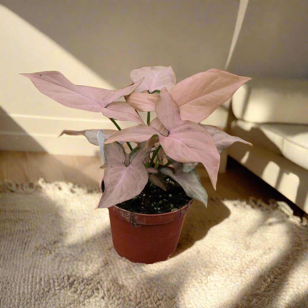 Syngonium podophyllum &