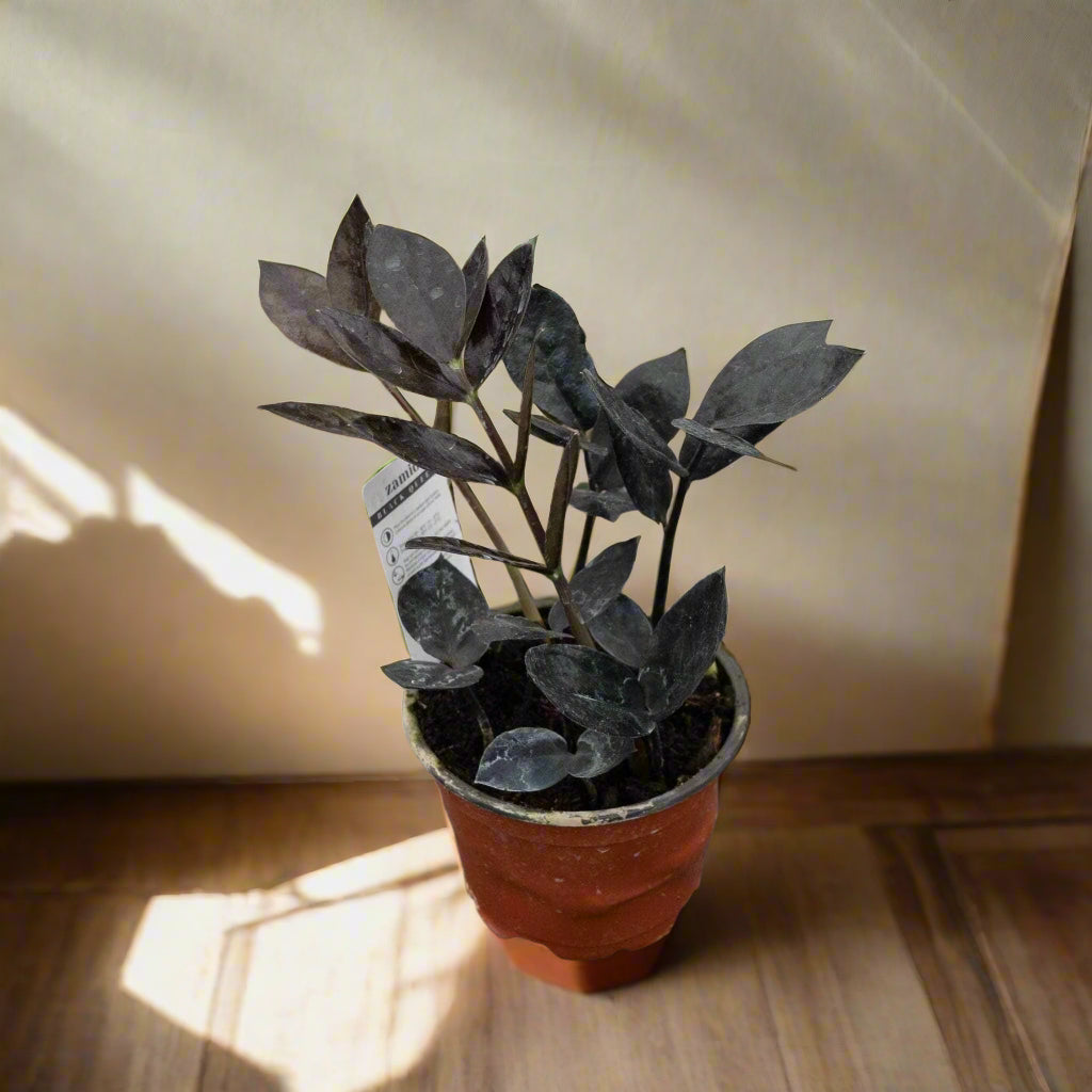 The ZZ Black Queen is a rare, low-maintenance houseplant with stunning deep black foliage. Thrives in low light, drought-tolerant, and purifies air. Perfect for modern spaces, it’s a must-have for collectors. Limited availability due to slow growth—get yours now for a bold, statement plant that’s nearly impossible to kill!